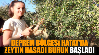 Deprem bölgesi Hatay'da zeytin hasadı buruk başladı