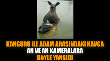 Kanguru ile adam arasındaki kavga kameralara böyle yansıdı