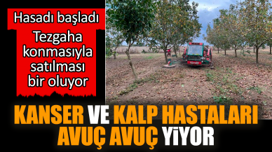 Hasadı başladı kanser ve kalp hastaları avuç avuç yiyor