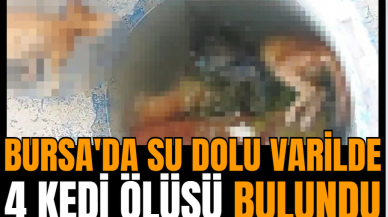 Bursa'da su dolu varilde 4 kedi ölüsü bulundu