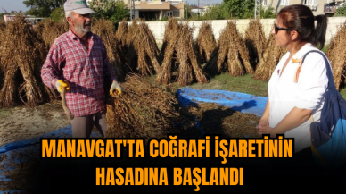 Manavgat'ta coğrafi işaretinin  hasadına başlandı