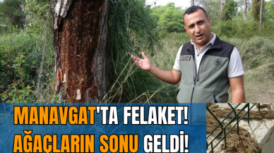 Manavgat'ta felaket! Ağaçların sonu geldi!