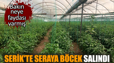 Serik'te seraya böcek salındı! Bakın neye faydası varmış