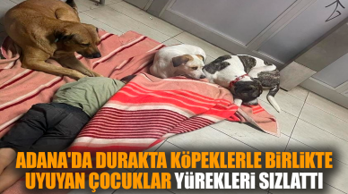 Adana'da köpeklerle uyuyan çocuklar yürekleri sızlattı