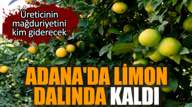 Adana'da limon dalında kaldı! Üretici mağdur durumda