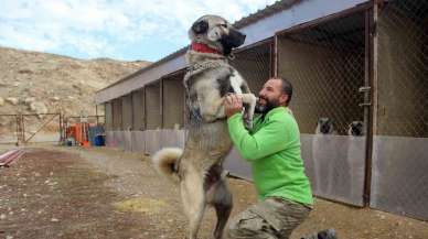 Hem sadık hem cesur: Çoban Köpeği