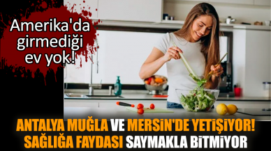 Antalya Muğla ve Mersin'de yetişiyor! Sağlığa faydası saymakla bitmiyor