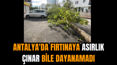 Antalya'da fırtınaya asırlık çınar bile dayanamadı