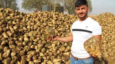 Şeker pancarı hasadı başladı!