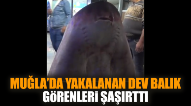 Muğla’da yakalanan dev balık görenleri şaşırttı