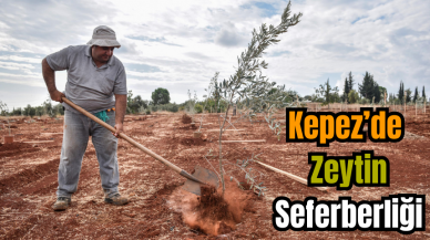 Kepez’de Zeytin Seferberliği Başladı