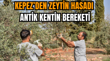 Kepez’den Zeytin Hasadı: Antik Kentin Bereketi