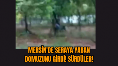 Mersin'de Seraya Yaban Domuzunu Girdi! Sürdüler!