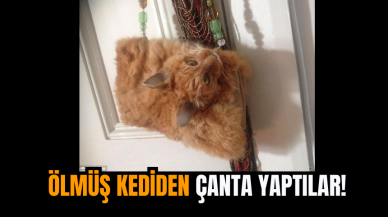 Ölmüş Kediden Çanta Yaptılar!