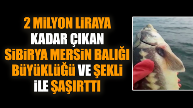 Sibirya Mersin Balığı büyüklüğü ve şekli ile şaşırttı