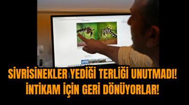 Sivrisinekler yediği terliği unutmadı! İntikam için geri dönüyorlar!