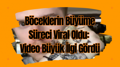 Böceklerin Büyüme Süreci Viral Oldu:  Video Büyük İlgi Gördü