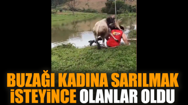 Buzağı kadına sarılmak isteyince olanlar oldu