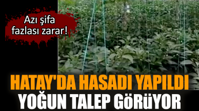 Hatay'da hasadı yapıldı yoğun talep görüyor