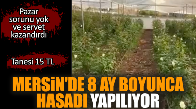 Mersin'de 8 ay boyunca hasadı yapılıyor: Servet değerinde