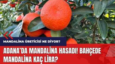 Adana'da mandalina hasadı! Bahçede mandalina kaç lira?