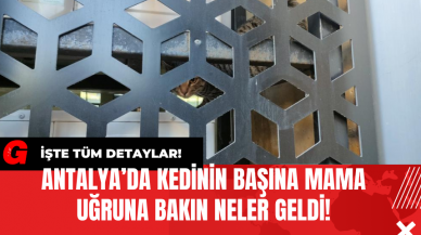 Antalya’da Kedinin Başına Mama Uğruna Bakın Neler Geldi!