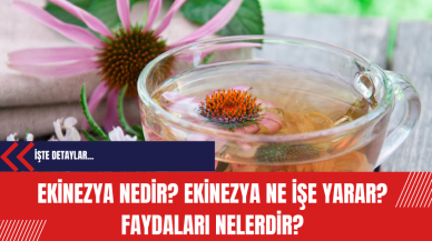 Ekinezya nedir? Ekinezya ne işe yarar? Faydaları nelerdir?