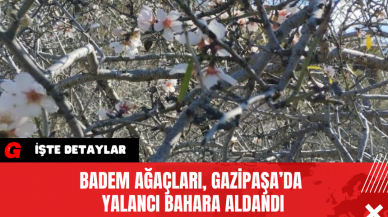 Badem Ağaçları, Gazipaşa’da Yalancı Bahara Aldandı