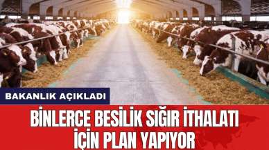 Bakanlık binlerce besilik sığır ithalatı için plan yapıyor