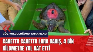 Caretta Caretta Lara Barış 4 bin kilometre yol kat etti