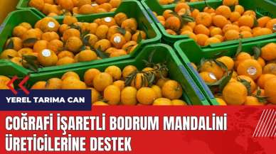 Coğrafi işaretli Bodrum Mandalini üreticilerine destek