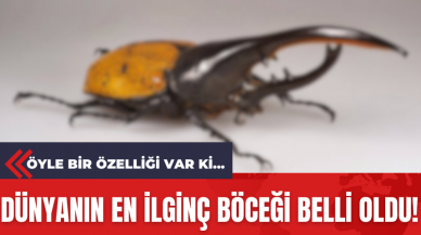 Dünyanın en ilginç böceği belli oldu! Öyle bir özelliği var ki...