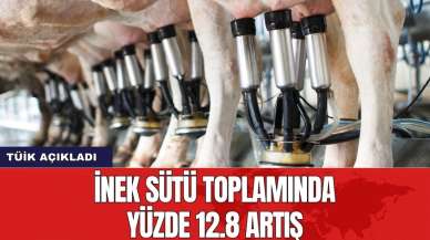 İnek sütü toplamında yüzde 12.8 artış