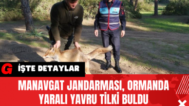 Manavgat Jandarması Ormanda Yaralı Yavru Tilki Buldu