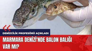 Marmara Denizi'nde balon balığı var mı?