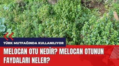 Melocan otu nedir? Melocan otunun faydaları neler?