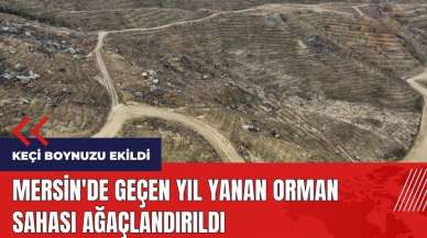 Mersin'de geçen yıl yanan orman sahası ağaçlandırıldı