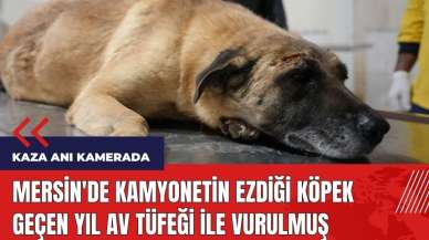 Mersin'de kamyonetin ezdiği köpek geçen yıl av tüfeği ile vurulmuş