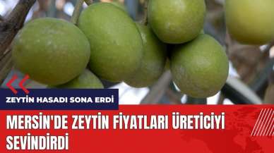 Zeytin hasadı bitti! Mersin'de zeytin fiyatları üreticiyi sevindirdi