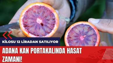 Adana kan portakalında hasat zamanı! Kilosu 12 liradan satılıyor