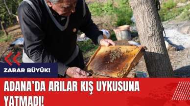 Adana'da arılar kış uykusuna yatmadı! Zarar büyük