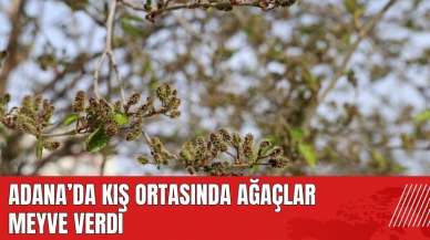 Adana'da kış ortasında ağaçlar meyve verdi