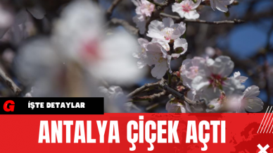 Antalya Çiçek Açtı