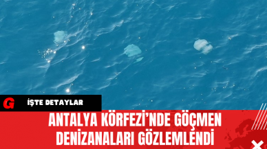 Antalya Körfezi’nde Göçmen Denizanaları Gözlemlendi