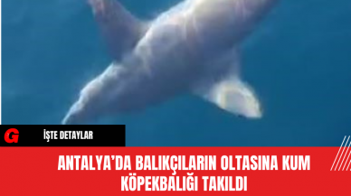 Antalya’da Balıkçıların Oltasına Kum Köpekbalığı Takıldı