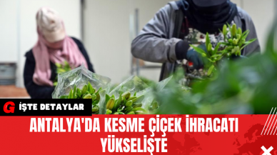 Antalya'da Kesme Çiçek İhracatı Yükselişte