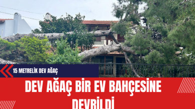 Dev Ağaç Bir Ev Bahçesine Devrildi