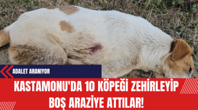 Kastamonu'da 10 Köpeği Zehirleyip Boş Araziye Attılar!