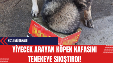 Yiyecek Arayan Köpek Kafasını Tenekeye Sıkıştırdı