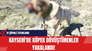 Kayseri'de Köpek Dövüştürenler Yakalandı: 12 Şüpheli Tutuklandı